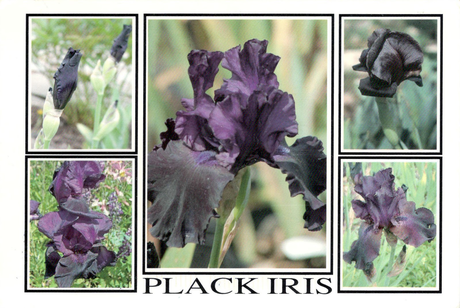 WORLD, COME TO MY HOME! 1879 JORDAN Black iris, Jordan's national flower