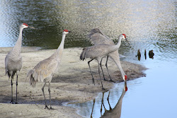 birds legs neck headed those behind flight straight kept trail