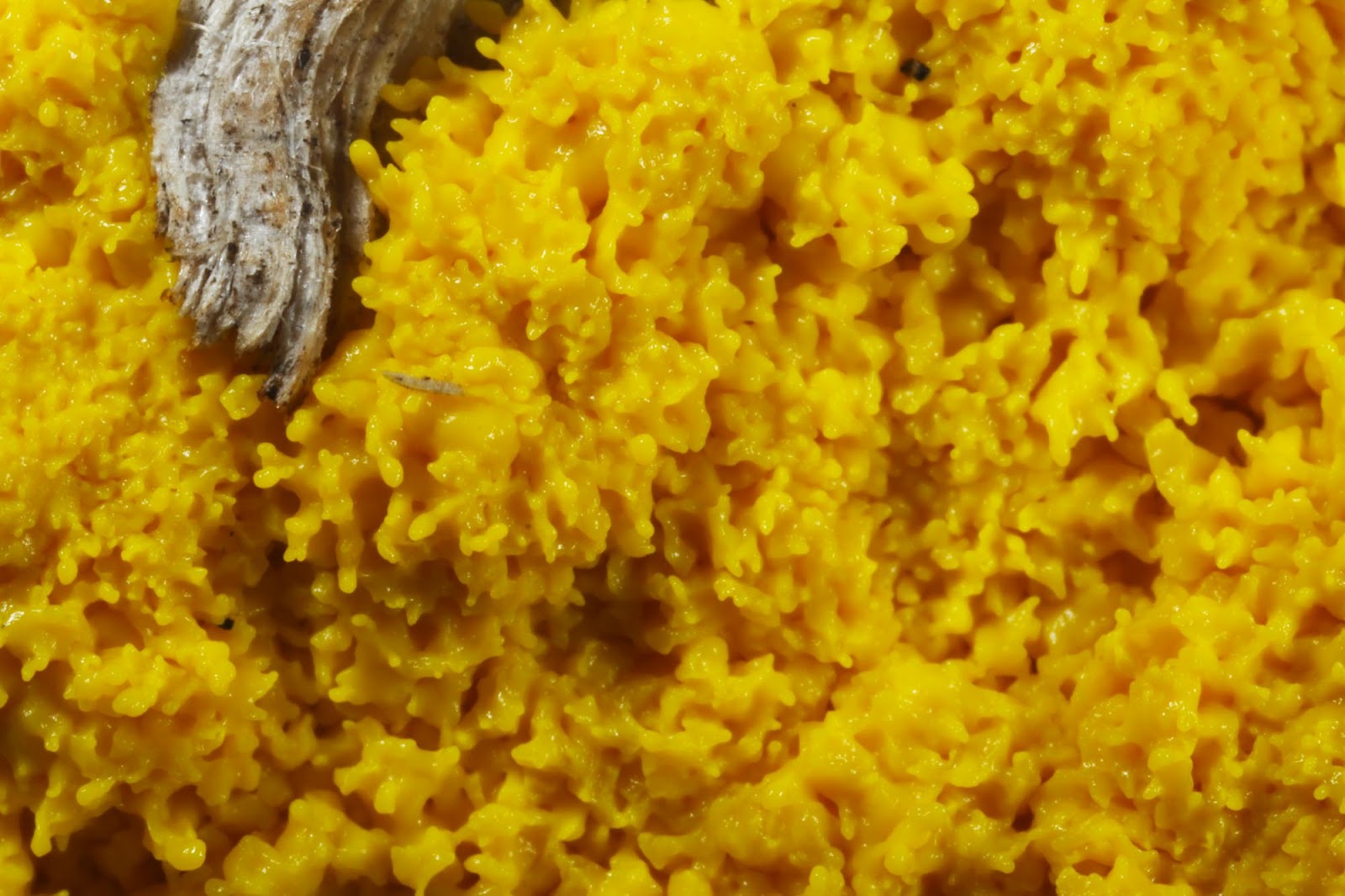 All of Nature Yellow Slime Mold That Isn't