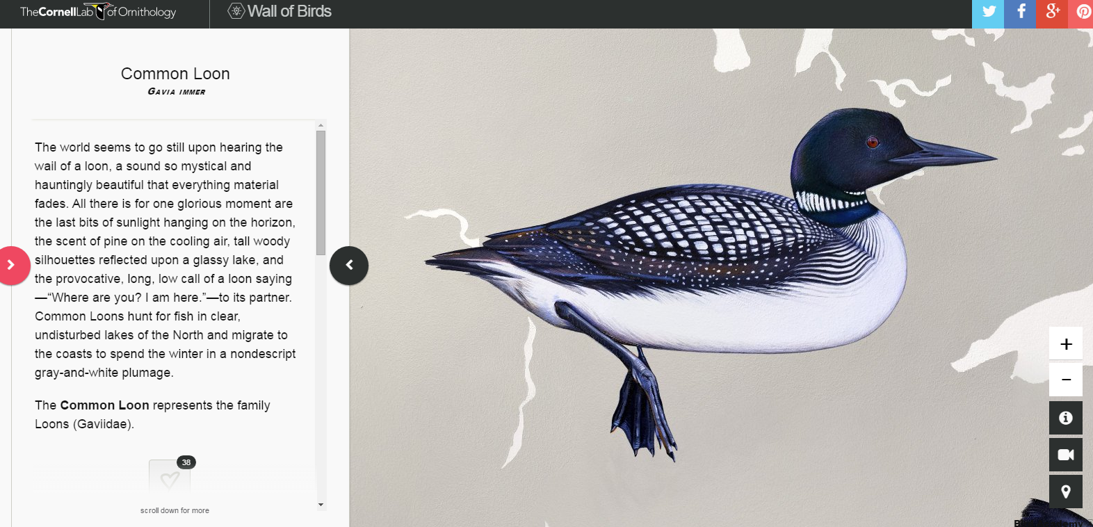 The Wall of Birds Hear the Calls of Birds and See Their Ranges Free