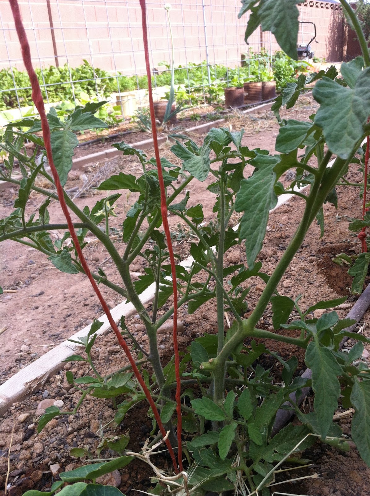 Simple. Healthy. Tasty How to Grow Bunches of Tomatoes that Ripen Quickly