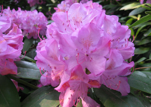 A GUIDE TO NORTHEASTERN GARDENING: When to Prune Flowering Trees & Shrubs