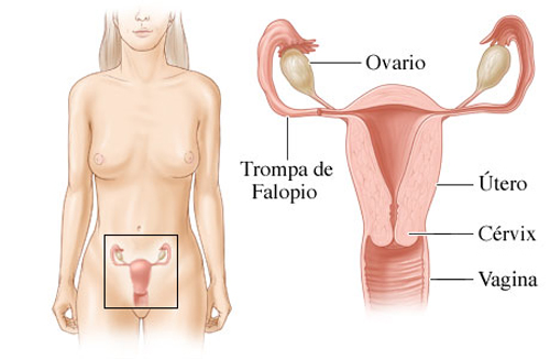 Aparato reproductor FEMENINO