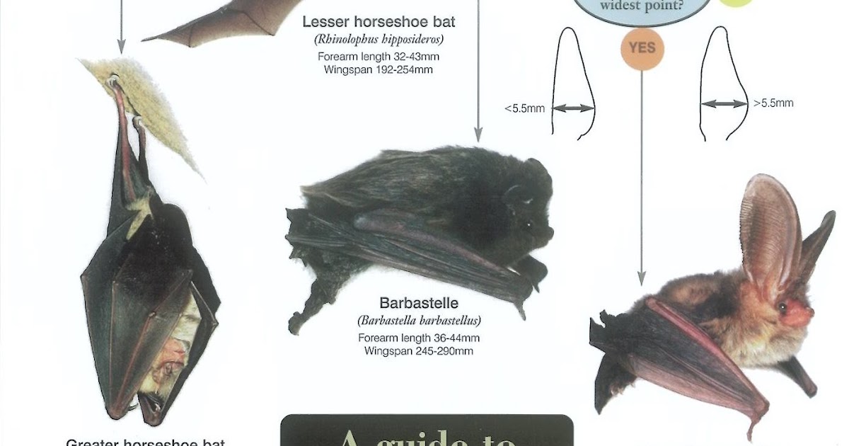 a guide to british bats types of bats chart