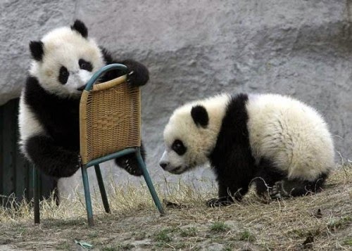  Gambar Panda Lucu Serta Asal Usul Panda Ayeey com