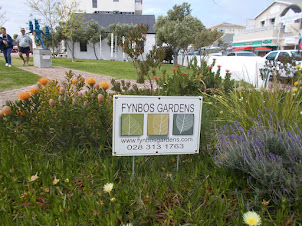 Fynbos garden in Hermanus village.