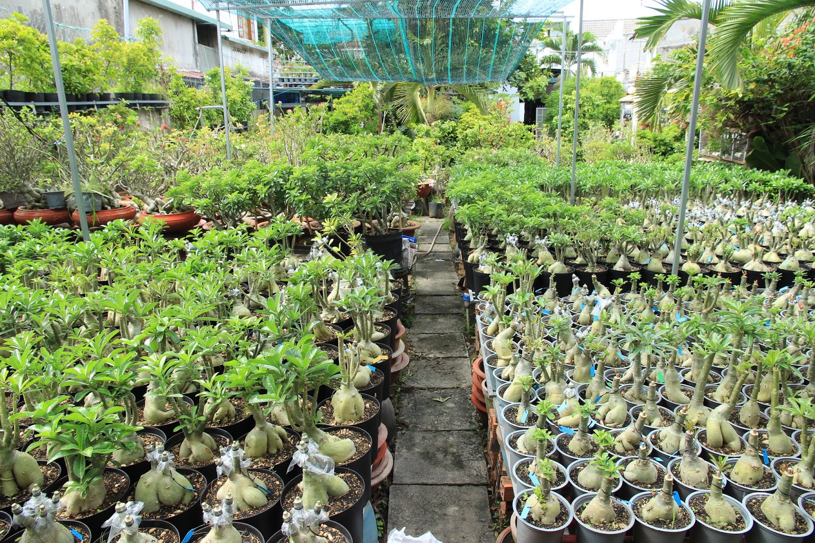 Bán sứ Thái lan - 4