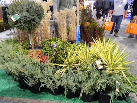 Landscape Ontario 2014 Congress yuccas junipers by garden muses-a Toronto gardening blog