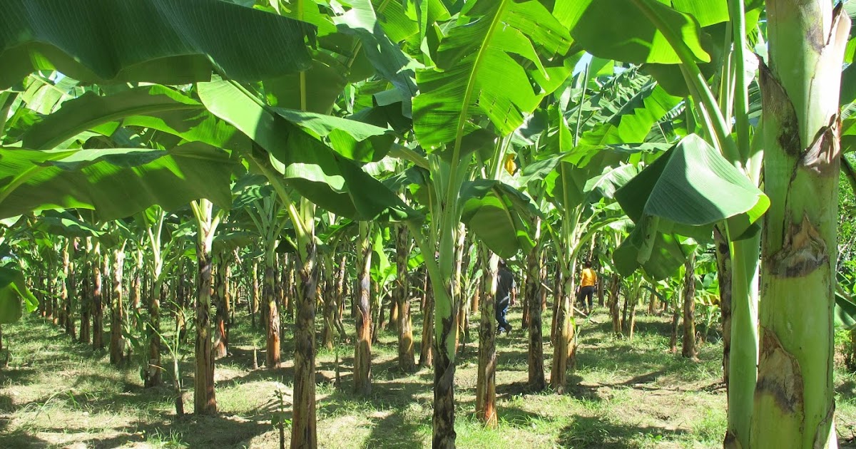 Kilimo bora cha Migomba part 1 Mogriculture Tz