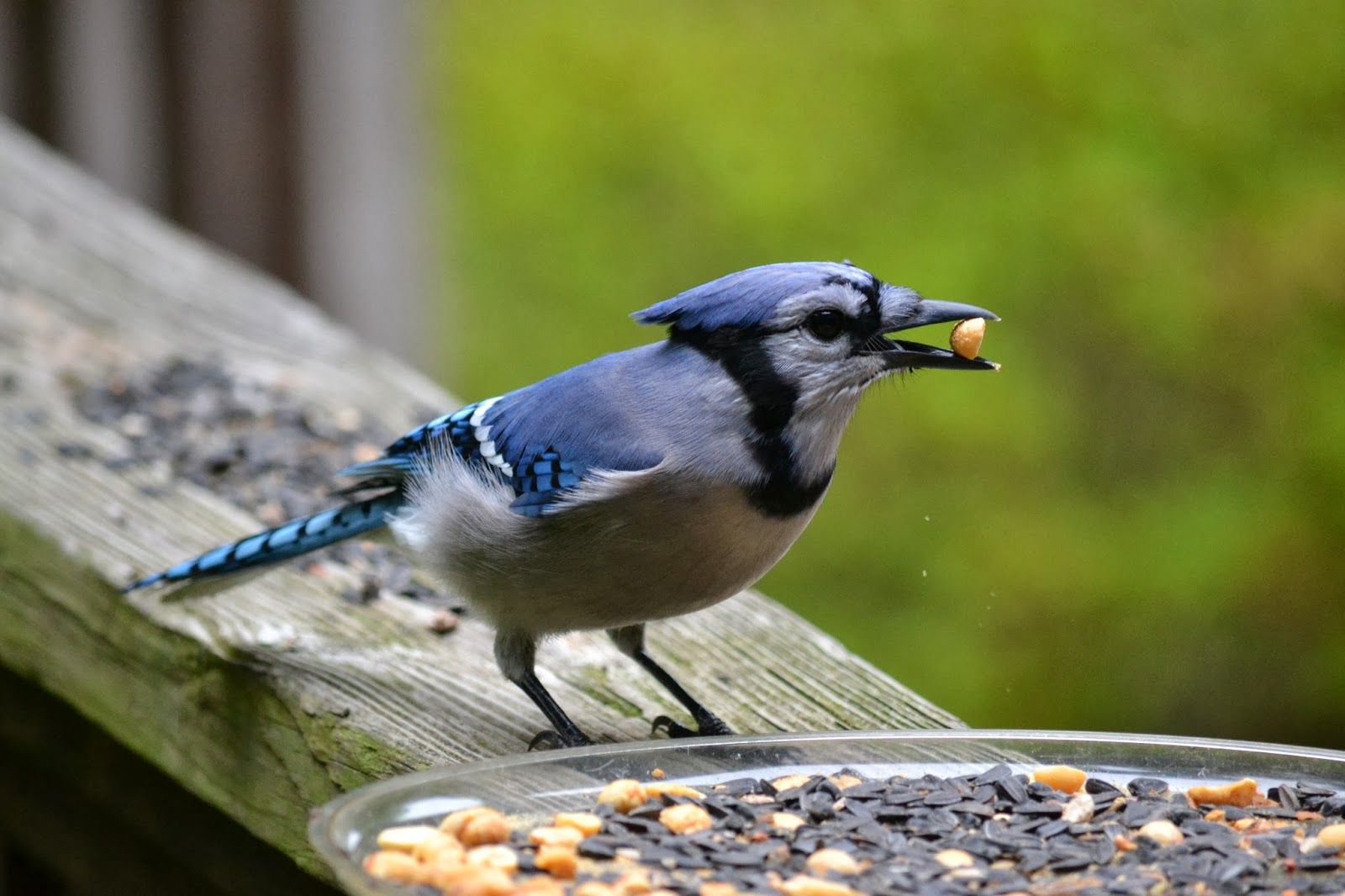 It's All About Purple Feed The Jays...