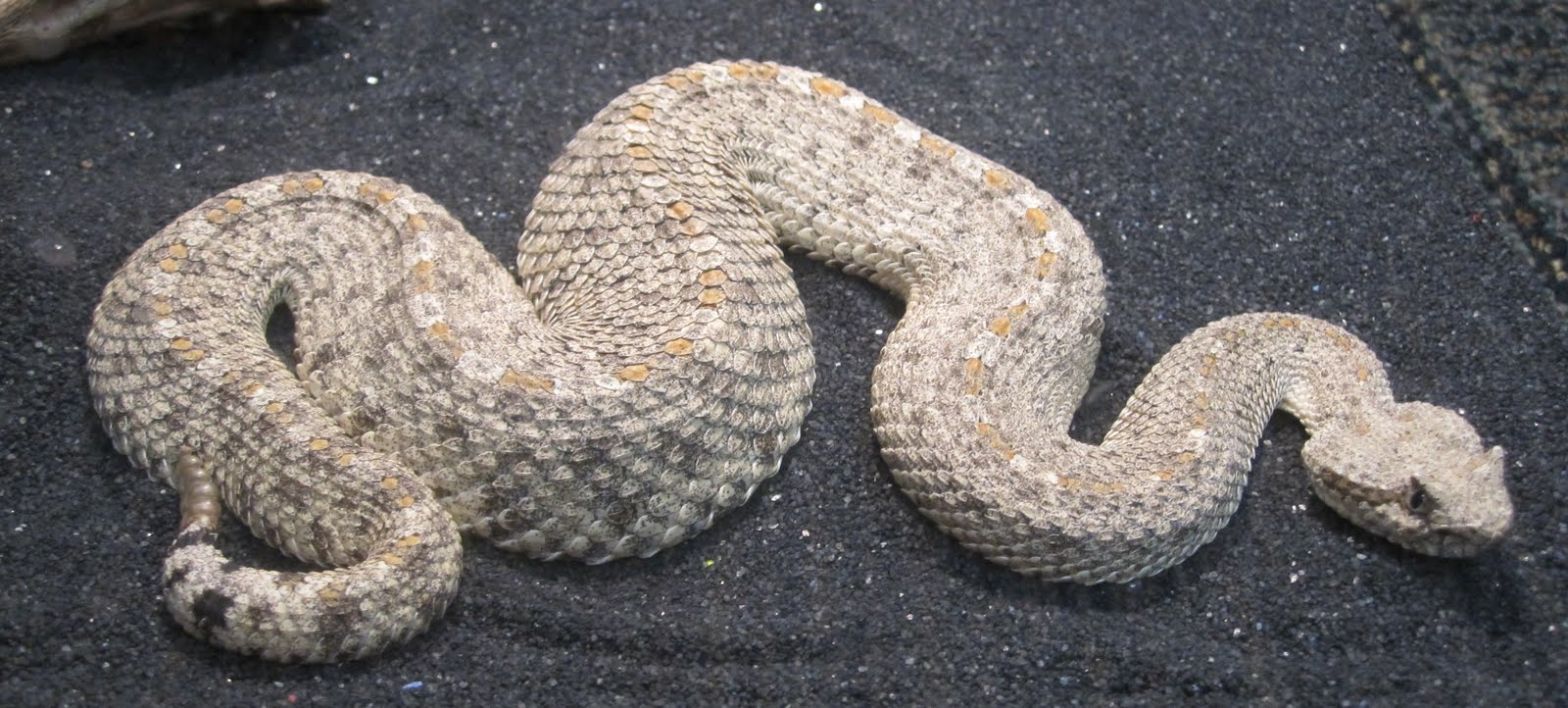 Cannundrums Colorado Desert Sidewinder II