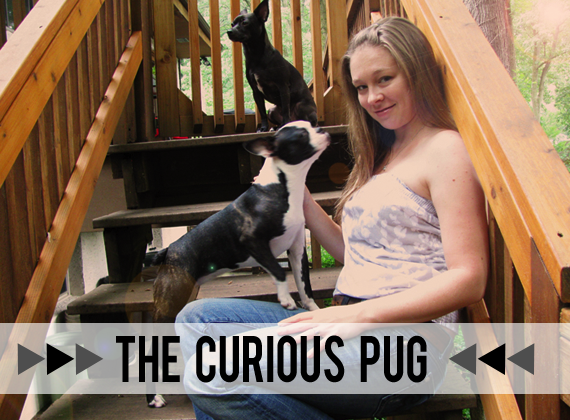 The Curious Pug