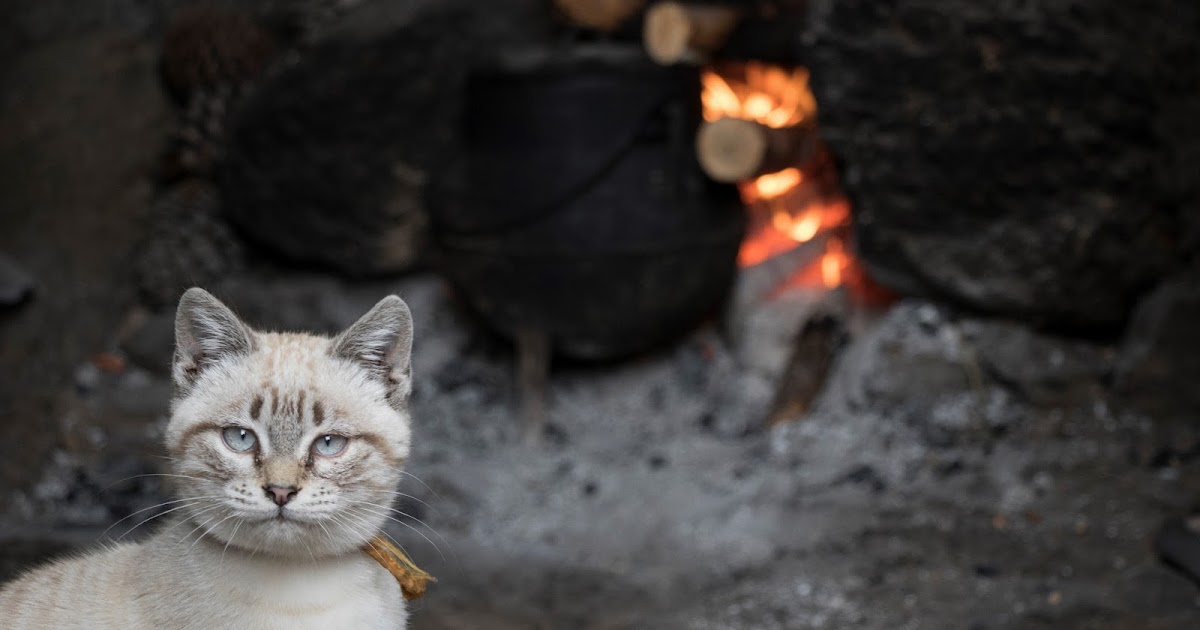 Gato Escaldado Tem Medo De Água Fria Exemplo