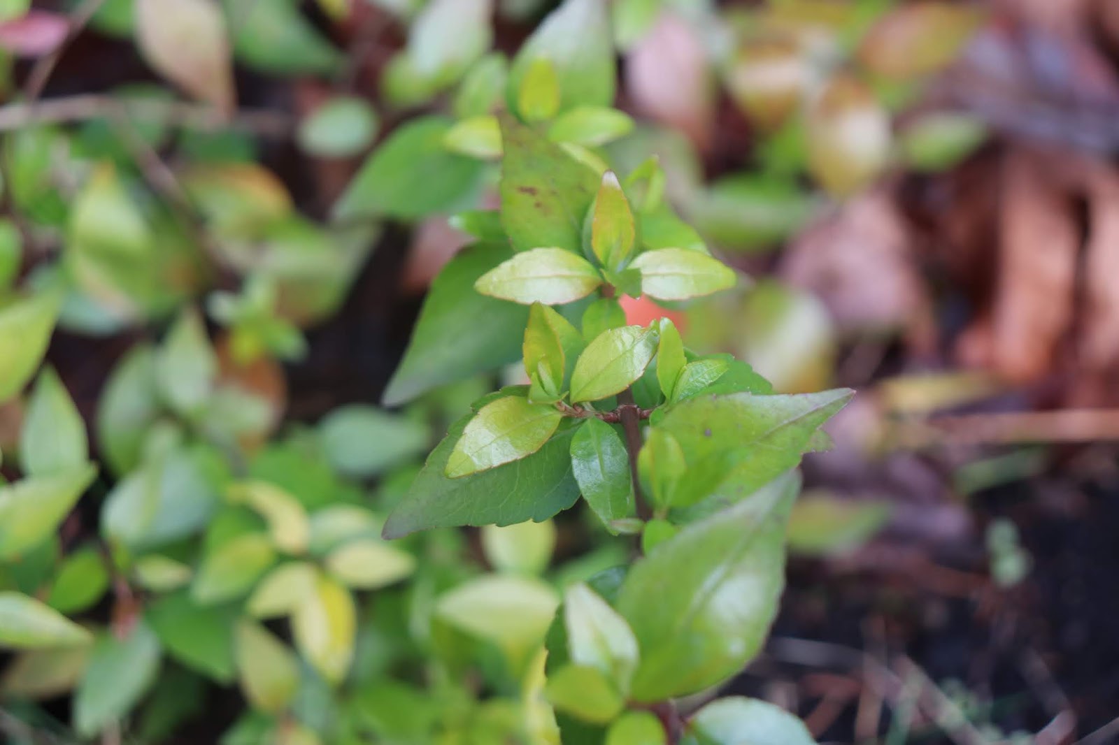 Abelia Edward Goucher Grow And Care Travaldo S Blog