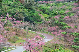 Winding mountain road with cherry trees lining the guardrails