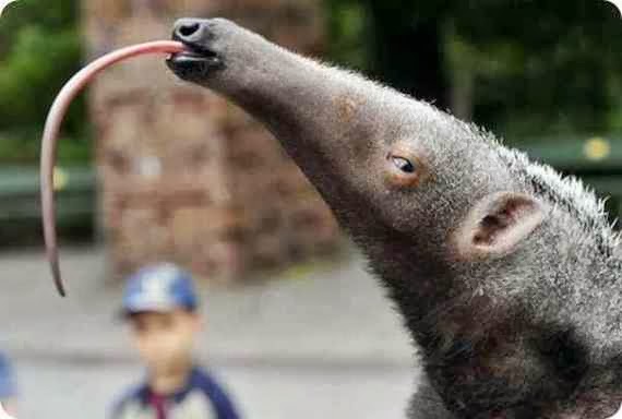 funny animals goofy animals