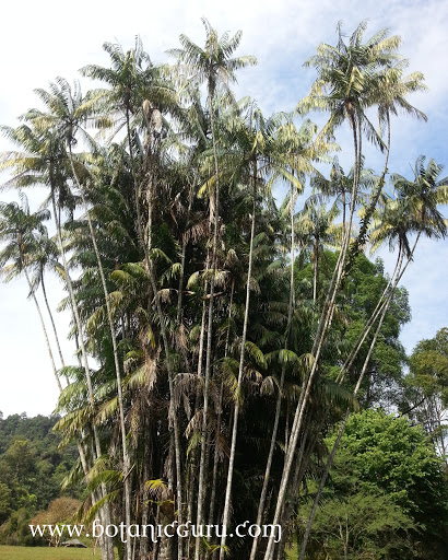 Oncosperma tigillarium, Nibong Palm tree