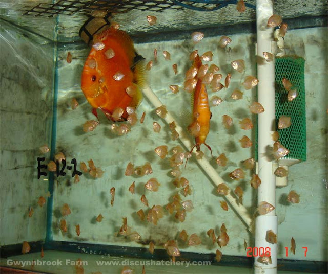 Discus Discus Fish Breeder With Fry In 50 Gallon Aquarium At