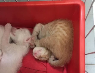 [feature]Gaya Kucing Tidur