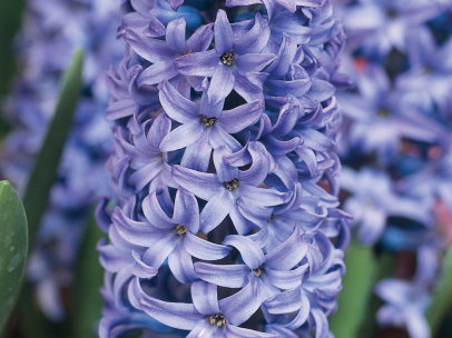 Spring bloom Hyacinths #refresh #smallbusiness tips
