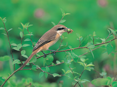 30 mejores fotos de buhos y lechuzas bird photos |Zoo Animals