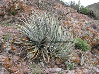 Hechtia podantha habitat