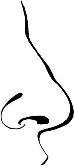 Line Drawing :: Clip Art :: Nose