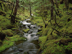 rainforest forests forest temperate tropical rain pretty nature wallpapers gorgeous being destroyed africa desktop