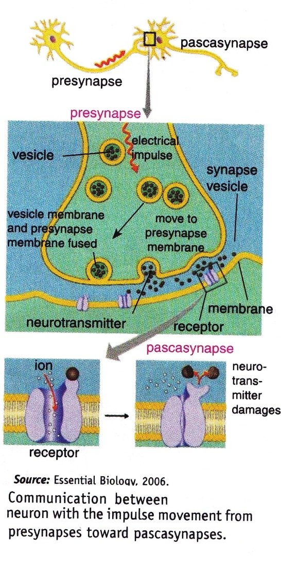 Human Nervous System New Science Biology