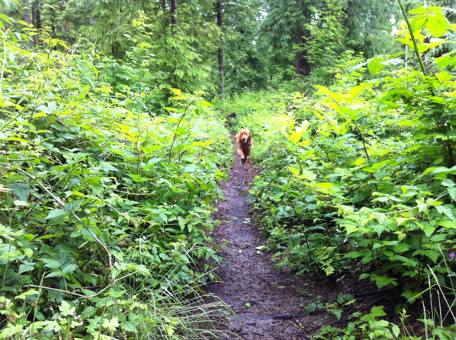 Galbraith Hiking Kaya and Old Issues via Galbraith Lane, Pipeline