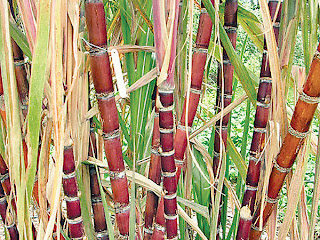 How to Start Sugar Cane Farming Business