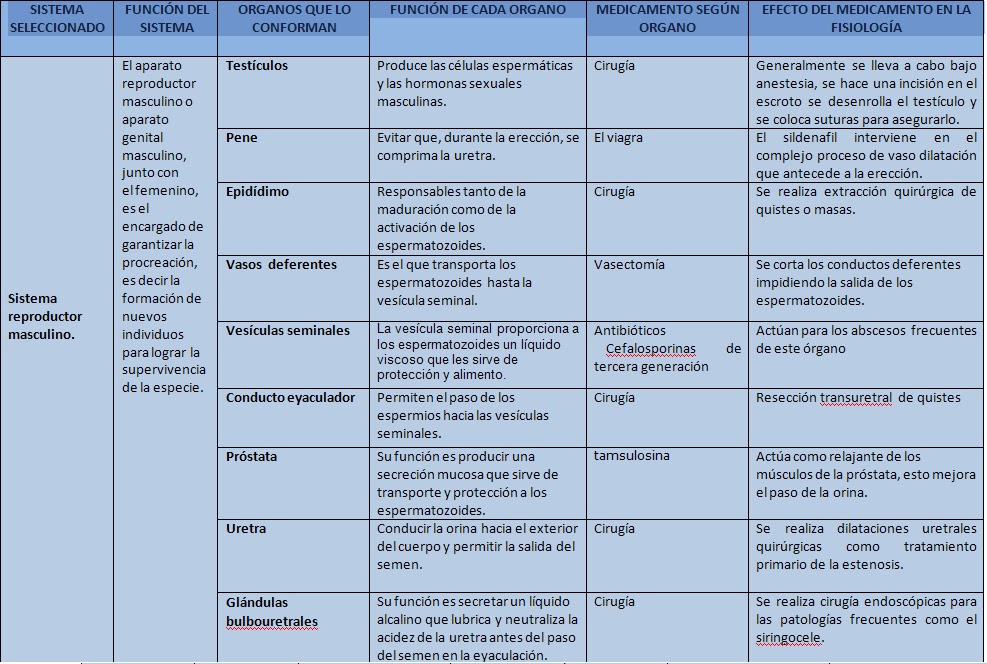 Morfofisiologia Sistema Reproductor Masculino