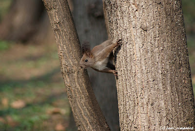 Veverita Sciurus vulgaris Red Squirrel Scoiattolo Écureuilroux Eichhörnchen Európai mókus