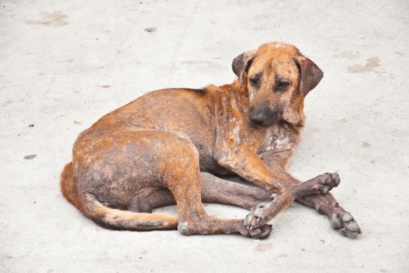 Canine Alopecia Dog Hair Loss Pet Care Guides