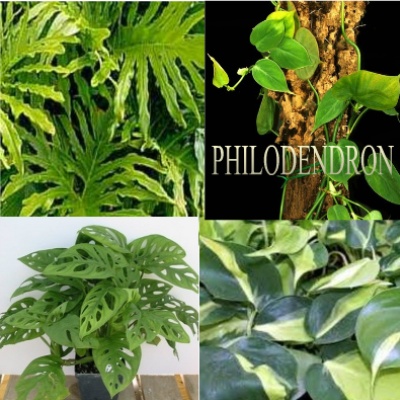 ✿PHILODENDRON✿