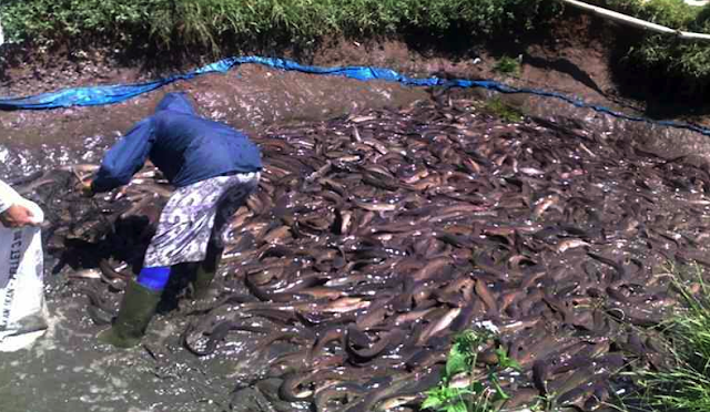Heboh!! Muncul Ikan Non-Halal (Haram) di Malaysia, Seperti Apa Jenisnya?