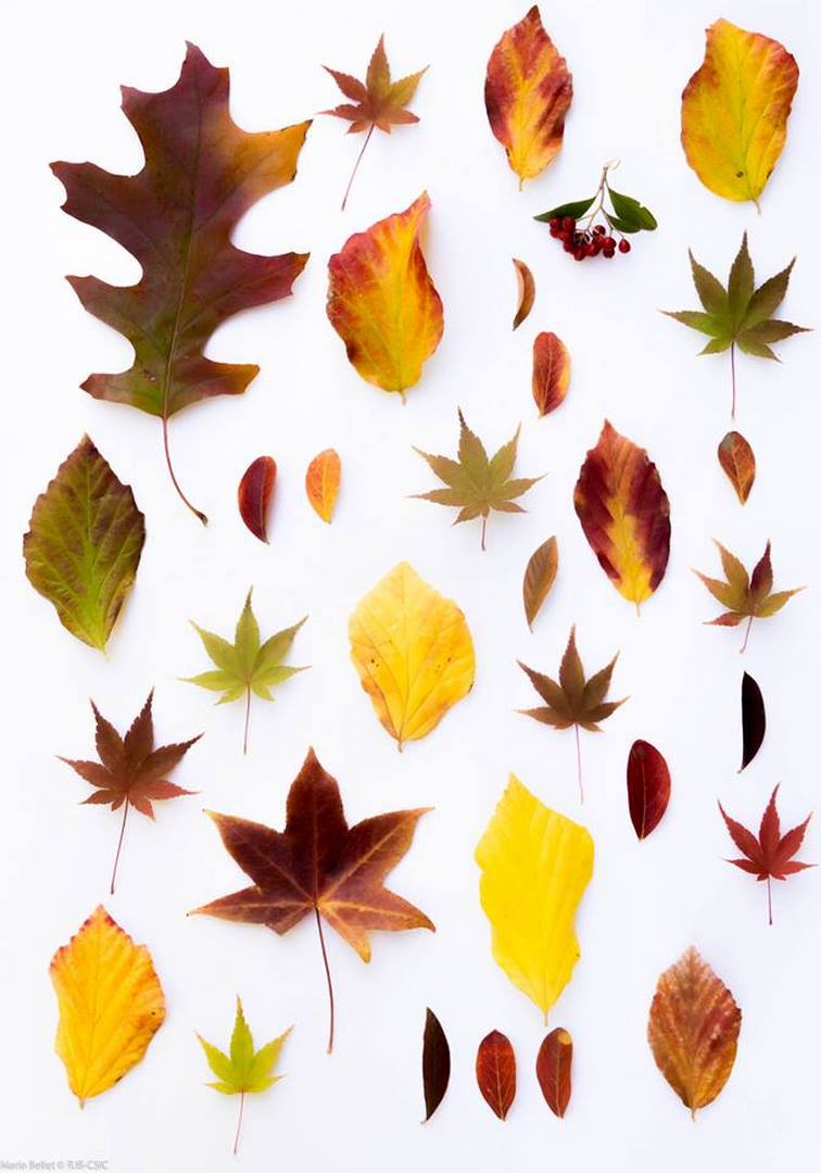 Los Arboles En Otono En El Real Jardin Botanico Pura Emocion