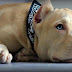 Tips de nombres para perros pitbull