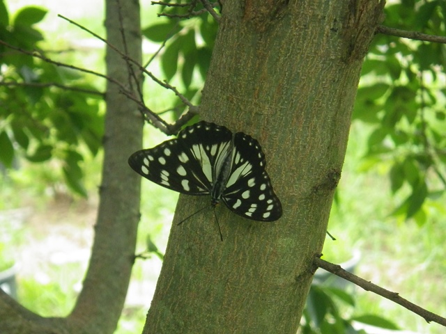 菅谷台小学校 活動の紹介 夏休みのバタフライガーデン