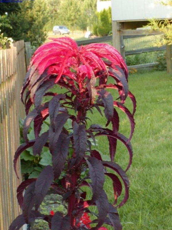 How to Grow Amaranth, Tips and Guide to Growing Amaranth Everything