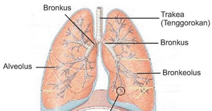 Sistem Ekskresi Pada Paru Paru Hati Dan Kulit Masyog Com Sistem Ekskresi Pada Paru Paru Hati Dan Kulit Masyog Com