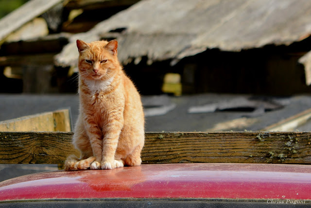 Coppertop orange tuxedo feral cat