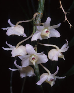 Lan Hoàng thảo lưỡi thuyền - Dendrobium linguella Rchb.f.