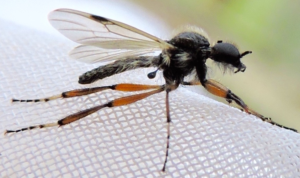 Springfield Plateau March Flies