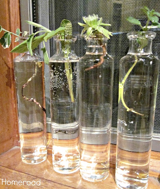 Skinny Recycled Bottles for Rooting Plants. Homeroad.net