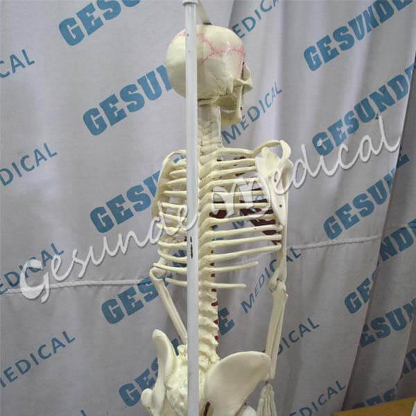 agen torso kerangka tulang manusia