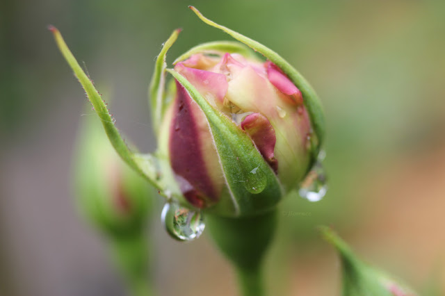 pluie roses
