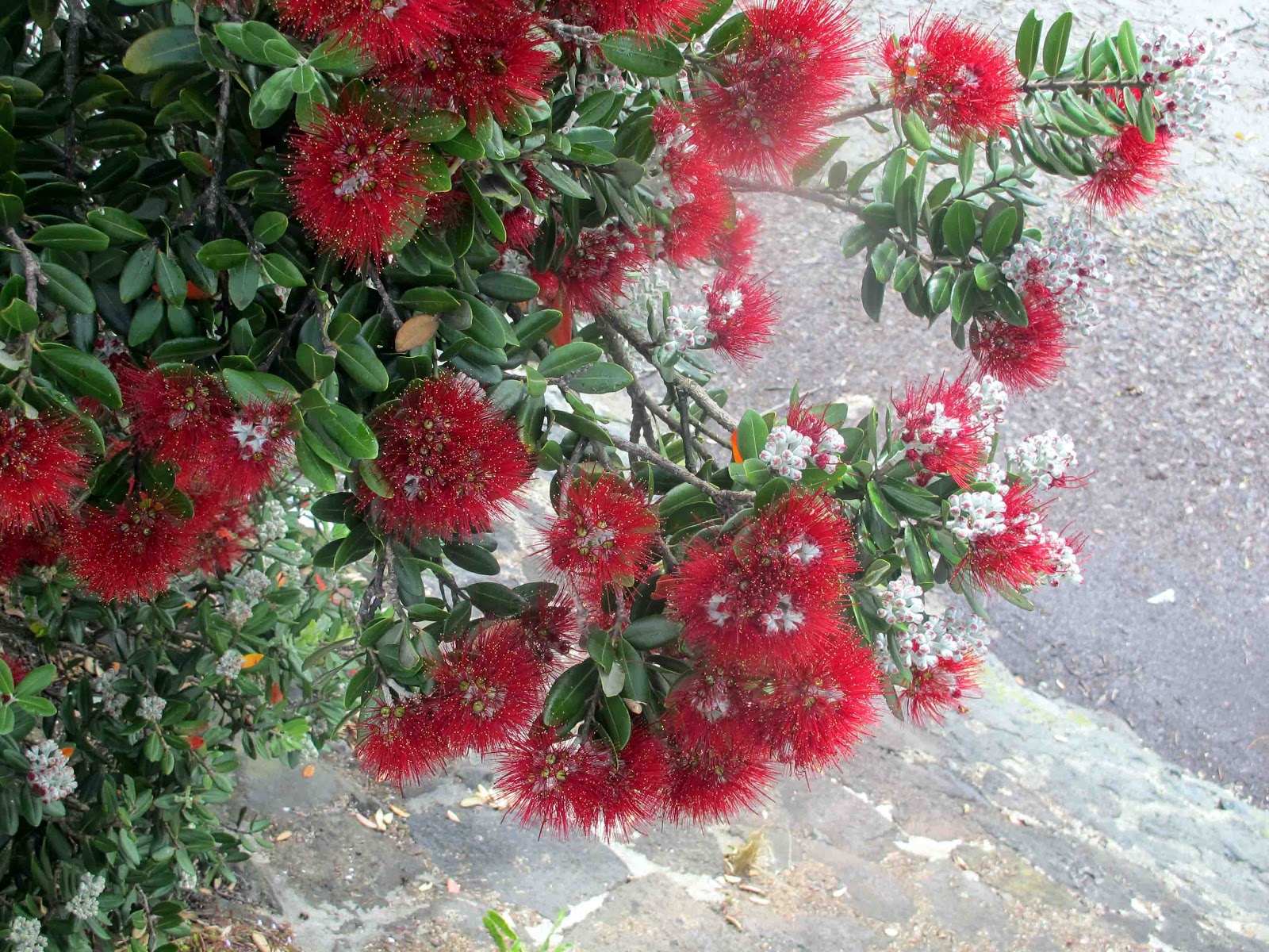 Shoot and Eat Pohutakawa ( The New Zealand Christmas Tree)