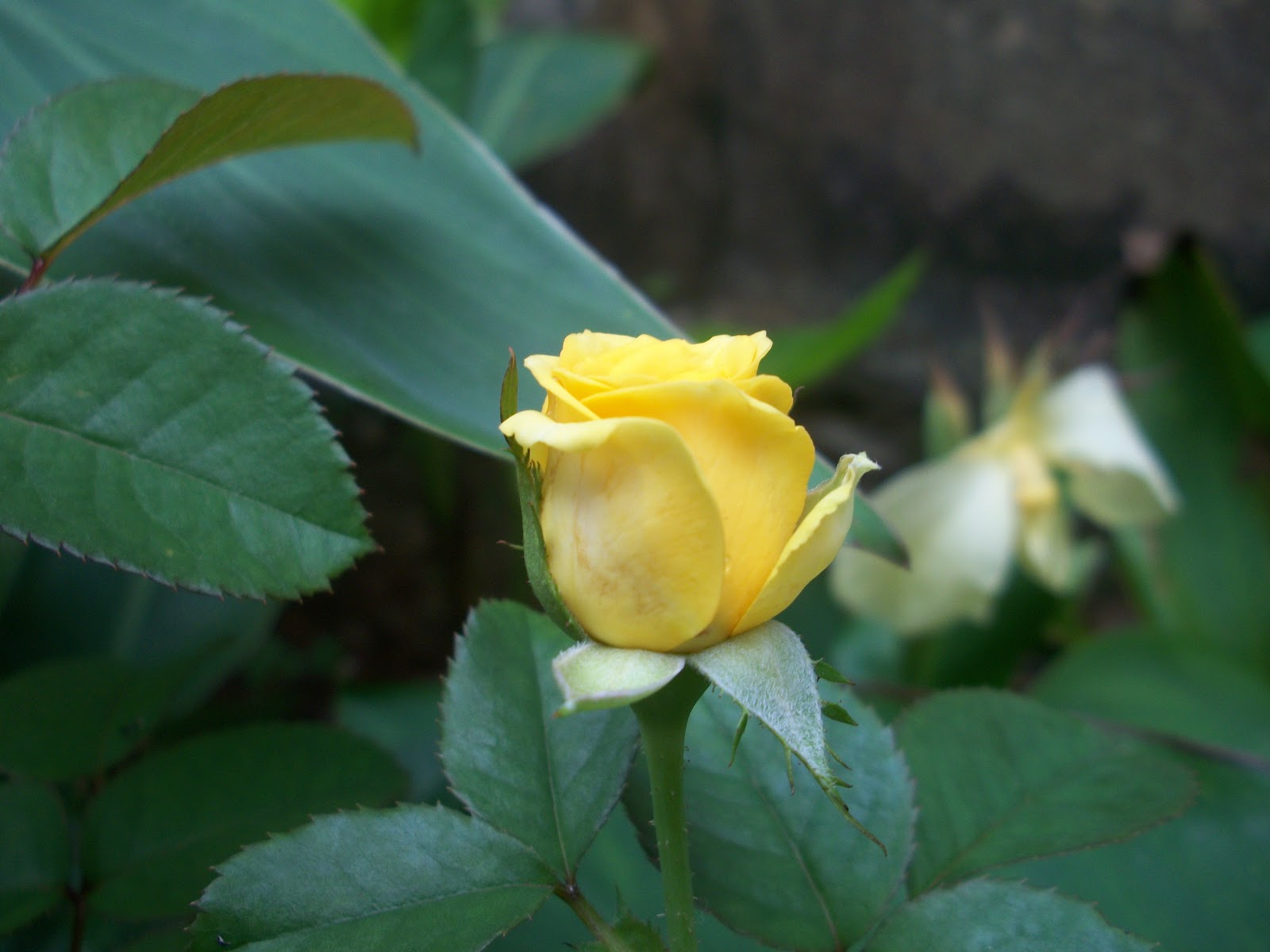 Everything For you: Kodak Easyshare M340 10.2MP Review