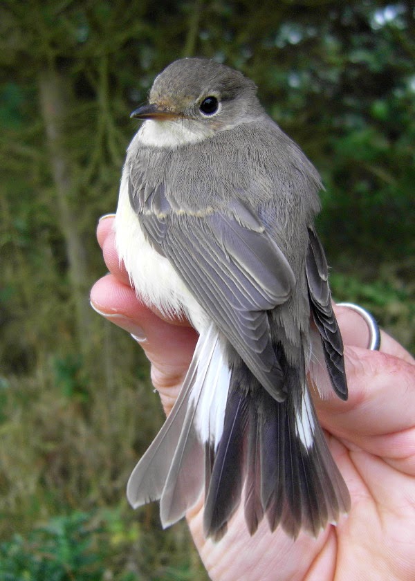 Red-breasted Flycatcher